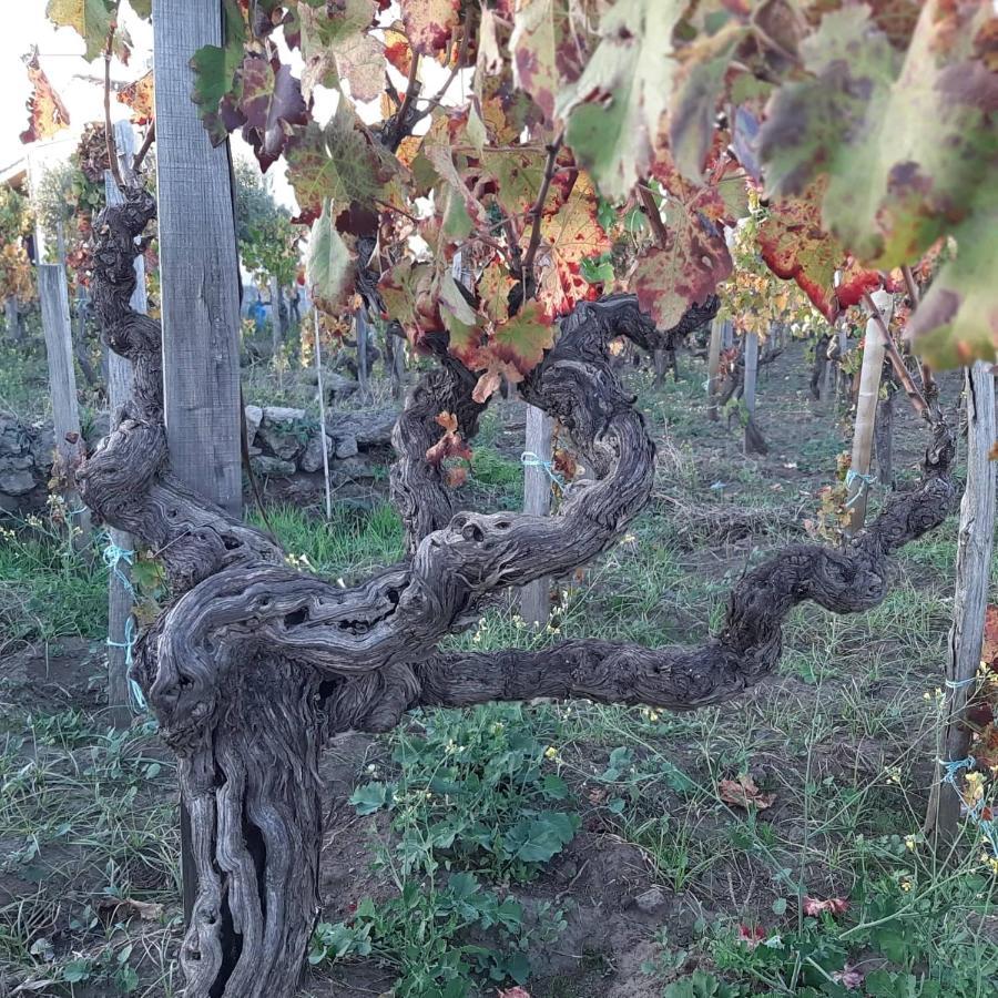 Solicchiata La Casa Nel Vigneto Di Tenuta Bastonaca 빌라 외부 사진